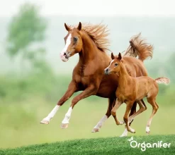 Kalk Korrel Meststof Verrijkt Met Magnesium (5Kg - Voor 100m2) Voor Dieper Bladgroen (+PH) Speciaal Voor Gazon, Perken, Moestuin En Openbaar Groen - Organifer 22 Kalk Korrel Meststof Verrijkt Met Magnesium (5Kg - Voor 100m2) Voor Dieper Bladgroen (+PH) Speciaal Voor Gazon, Perken, Moestuin En Openbaar Groen - Organifer -Tuingereedschap 1200x1071