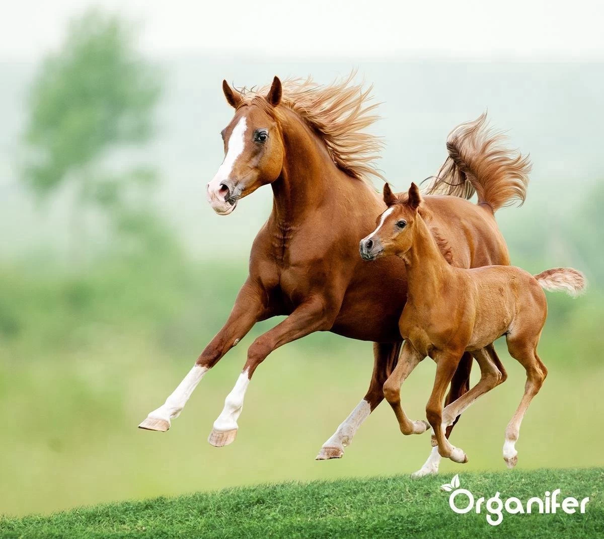 Kalk Korrel Meststof Verrijkt Met Magnesium (5Kg - Voor 100m2) Voor Dieper Bladgroen (+PH) Speciaal Voor Gazon, Perken, Moestuin En Openbaar Groen - Organifer 7 Kalk Korrel Meststof Verrijkt Met Magnesium (5Kg - Voor 100m2) Voor Dieper Bladgroen (+PH) Speciaal Voor Gazon, Perken, Moestuin En Openbaar Groen - Organifer - Afbeelding 7