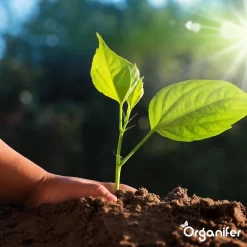 Koemestkorrels 3in1 (20Kg Voor 200m2) Allround Organische Meststof - Direct Opneembare Voeding - Langdurige Werking > 120 Dagen - Geurloos - Verbeterd Bodem - Lavameel Toevoeging - Versterkt Gras En Planten - Organifer -Tuingereedschap 1200x1200 1001