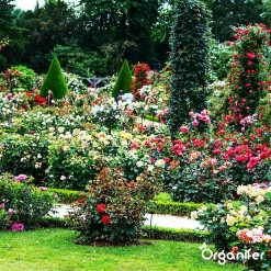 Koemestkorrels 3in1 (20Kg Voor 200m2) Allround Organische Meststof - Direct Opneembare Voeding - Langdurige Werking > 120 Dagen - Geurloos - Verbeterd Bodem - Lavameel Toevoeging - Versterkt Gras En Planten - Organifer -Tuingereedschap 1200x1200 1002