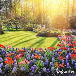 Koemestkorrels 3in1 (20Kg Voor 200m2) Allround Organische Meststof - Direct Opneembare Voeding - Langdurige Werking > 120 Dagen - Geurloos - Verbeterd Bodem - Lavameel Toevoeging - Versterkt Gras En Planten - Organifer -Tuingereedschap 1200x1200 1005