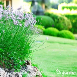 Lavameel Uit Eifel Oergesteente (20Kg Voor 200m2) Organifer -Tuingereedschap 1200x1200 1009