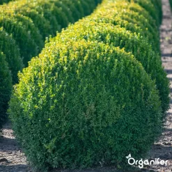 Lavameel Uit Eifel Oergesteente (20Kg Voor 200m2) Organifer -Tuingereedschap 1200x1200 1011