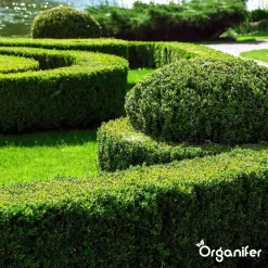 Lavameel Uit Eifel Oergesteente (20Kg Voor 200m2) Organifer -Tuingereedschap 1200x1200 1015