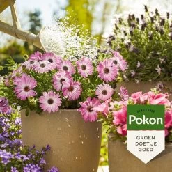 Pokon Terras & Balkonplanten Voeding - 1l - Plantenvoeding - 20ml Per 1L Water -Tuingereedschap 1200x1200 1045