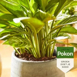 Pokon Groene Planten Voeding - 500ml - Plantenvoeding - 20ml Per 1L Water -Tuingereedschap 1200x1200 1049
