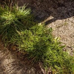 Kantensnijder -Tuingereedschap 1200x1200 829