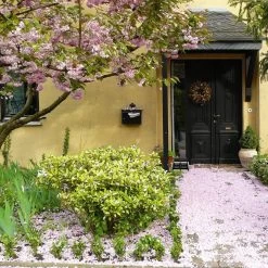 Talen Tools - Voetenveger - Dubbel - Harde Kunststof Borstels -Tuingereedschap 1200x1200 884