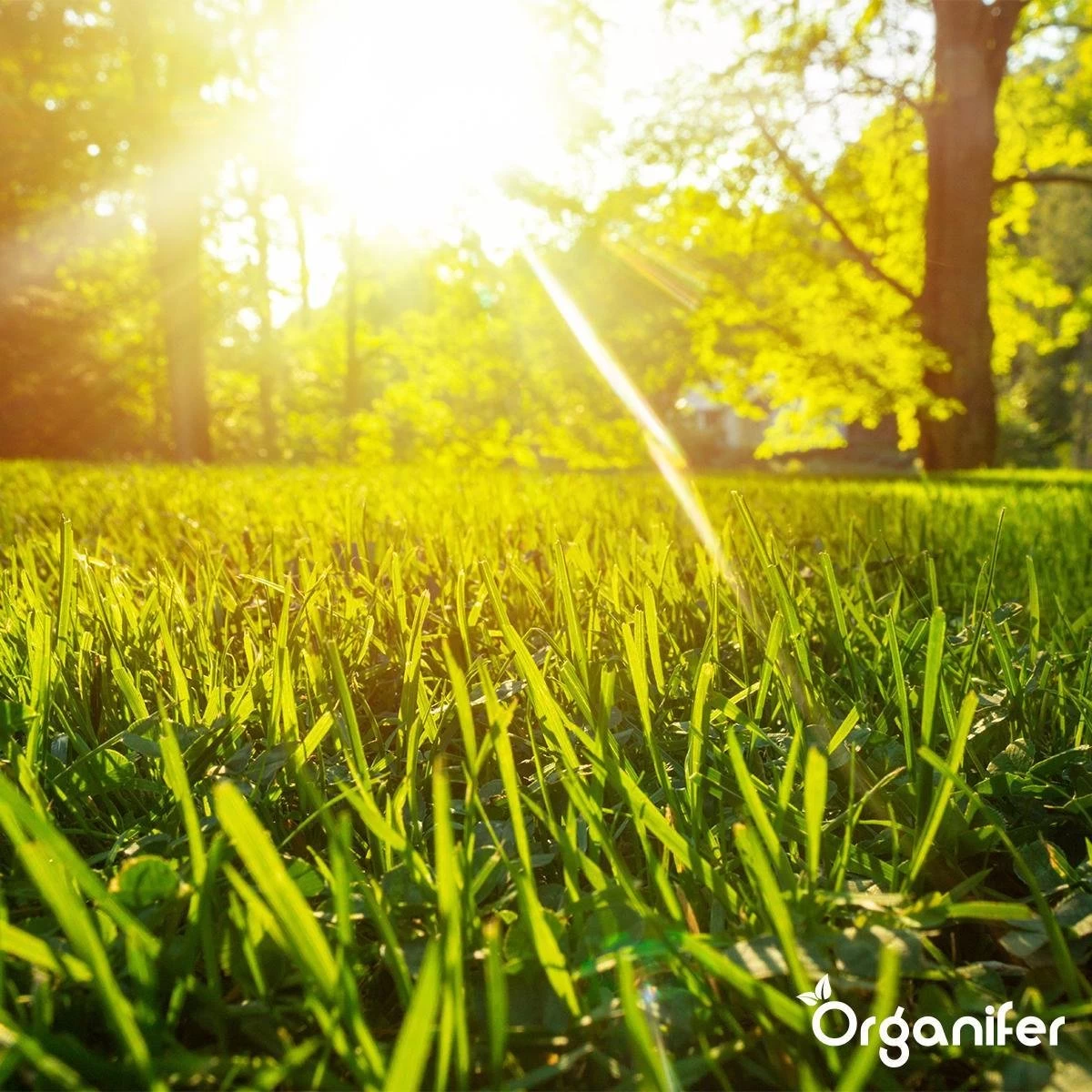 Gazonmest All-In-One (5Kg - Voor 100m2) Voor Een Diepgroen Sterk Gazon Zonder Mos En Onkruid - Complete Meststof Met Kalk En Grasversterker - Organifer 16 Gazonmest All-In-One (5Kg - Voor 100m2) Voor Een Diepgroen Sterk Gazon Zonder Mos En Onkruid - Complete Meststof Met Kalk En Grasversterker - Organifer - Afbeelding 16