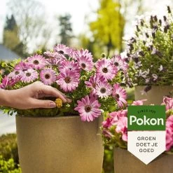 Pokon Voedingskegels Voor Terras- & Balkonplanten - 40 Stuks - 180 Dagen Voeding - Plantenvoeding -Tuingereedschap 1200x1200 915