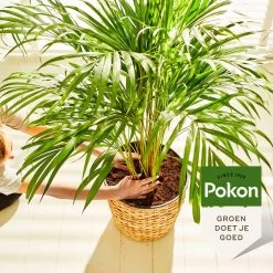 Pokon Palm Voeding - 250ml - Plantenvoeding - 10ml Per 1L Water -Tuingereedschap 1200x1200 916