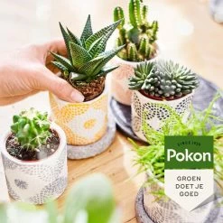 Pokon Bio Cactus & Vetplant Voeding - 250ml - Plantenvoeding (bio) - 7ml Per 1L Water -Tuingereedschap 1200x1200 918