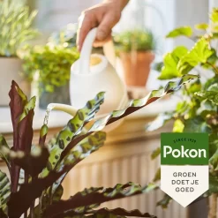 Pokon Bio Kamerplanten Voeding - 1l - Plantenvoeding (bio) - 7ml Per 1L Water -Tuingereedschap 1200x1200 957