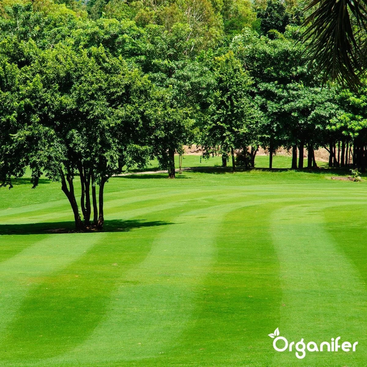 Kalk Korrel Meststof Verrijkt Met Magnesium (5Kg - Voor 100m2) Voor Dieper Bladgroen (+PH) Speciaal Voor Gazon, Perken, Moestuin En Openbaar Groen - Organifer 12 Kalk Korrel Meststof Verrijkt Met Magnesium (5Kg - Voor 100m2) Voor Dieper Bladgroen (+PH) Speciaal Voor Gazon, Perken, Moestuin En Openbaar Groen - Organifer - Afbeelding 12