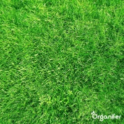 Kalk Korrel Meststof Verrijkt Met Magnesium (5Kg - Voor 100m2) Voor Dieper Bladgroen (+PH) Speciaal Voor Gazon, Perken, Moestuin En Openbaar Groen - Organifer 30 Kalk Korrel Meststof Verrijkt Met Magnesium (5Kg - Voor 100m2) Voor Dieper Bladgroen (+PH) Speciaal Voor Gazon, Perken, Moestuin En Openbaar Groen - Organifer -Tuingereedschap 1200x1200 974