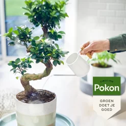 Pokon Bio Bonsai Voeding - 250ml - Plantenvoeding (bio) - 7ml Per 1L Water 12 Pokon Bio Bonsai Voeding - 250ml - Plantenvoeding (bio) - 7ml Per 1L Water -Tuingereedschap 1200x1200 988