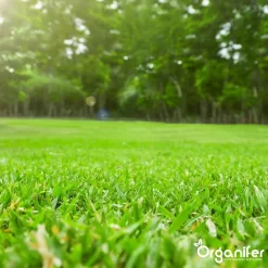 Koemestkorrels 3in1 (20Kg Voor 200m2) Allround Organische Meststof - Direct Opneembare Voeding - Langdurige Werking > 120 Dagen - Geurloos - Verbeterd Bodem - Lavameel Toevoeging - Versterkt Gras En Planten - Organifer -Tuingereedschap 1200x1200 997